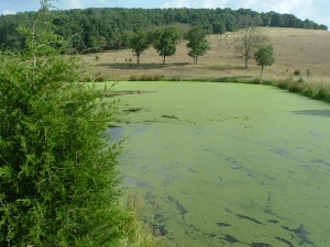 Duckweed covered pond without Propeller