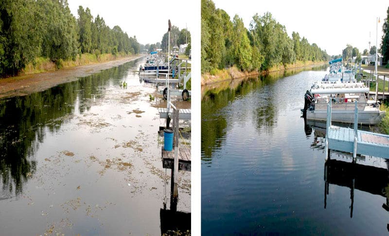 Canal infested with cabomba treated with Propeller herbicide ingredients before and after.