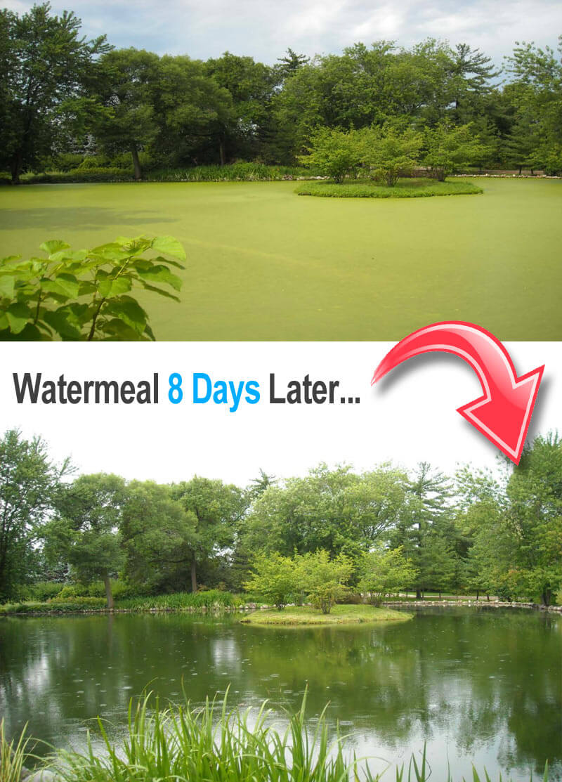 Watermeal covered pond 100% cleared in only 8 days after flumioxazin application.