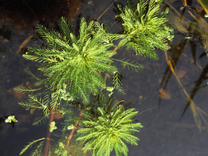 Aquatic weed growth in lake George